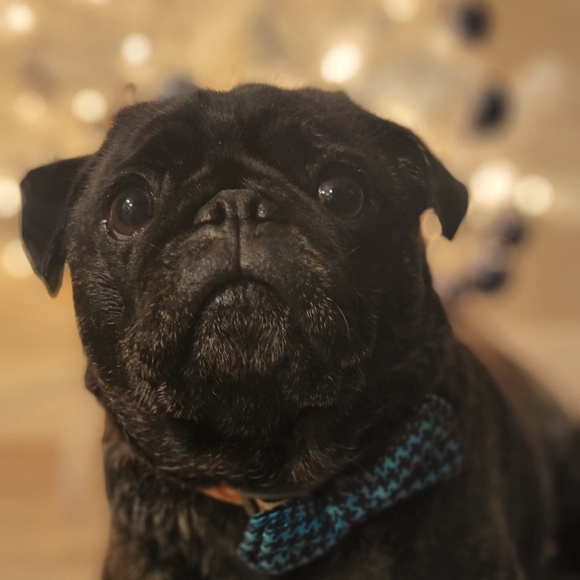 Meet your Posher, Vladimir - Picture 1 of 1